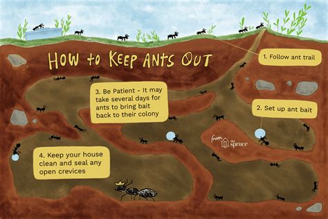How to get ants out of your house. Things To Know About How to get ants out of your house. 